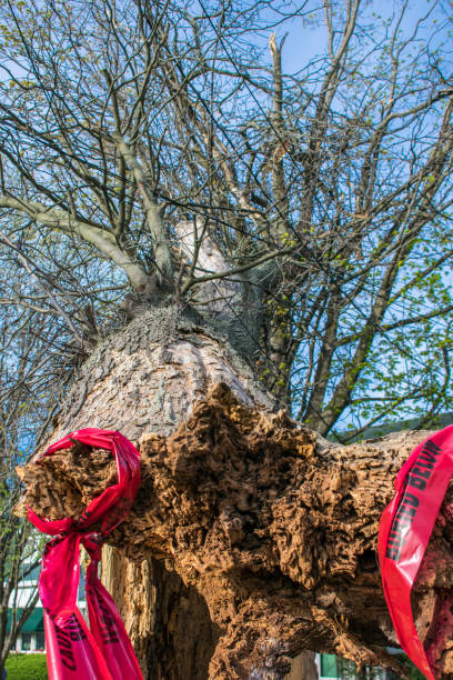 istock looking up the trunk of a fallen tree 1000136930