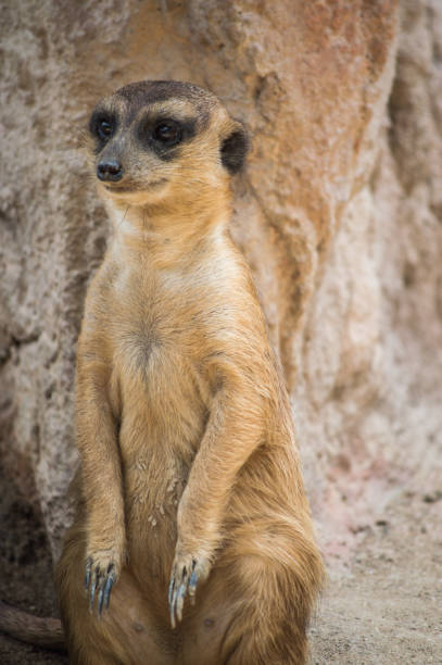 istock Meerkat sitting on ground look like waiting for something. 1000137334