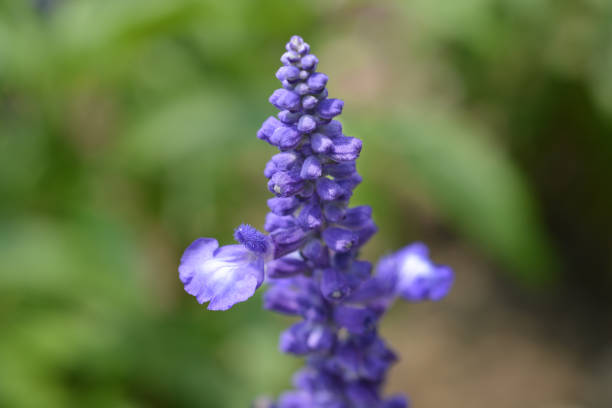 istock Woodland sage 1000137690