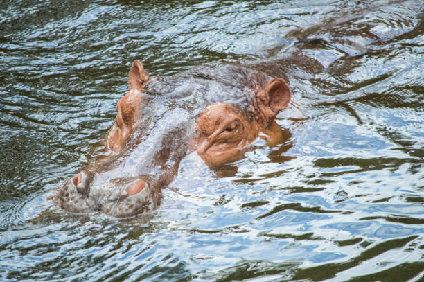 istock hippopotamus swimming in the water 1000142628
