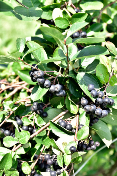 istock Organic Aronia berries (Chokeberries) growing in the garden. 1000142792
