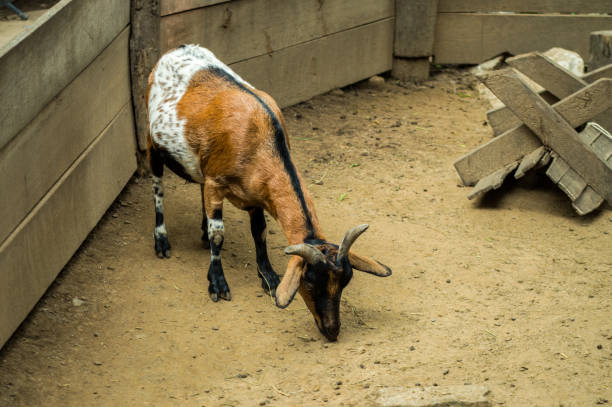 istock Goat find something on the ground. 1000152180