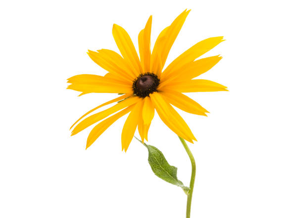 istock Rudbeckia flowers isolated 1000152922