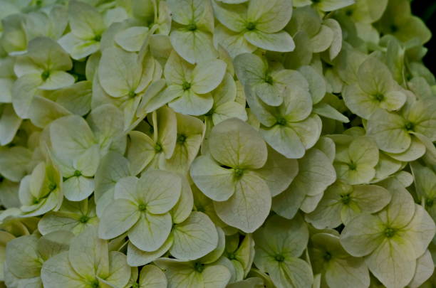 istock Multiple white hydrangea plant or hortensia flower with bloom close up in the garden 1000153644
