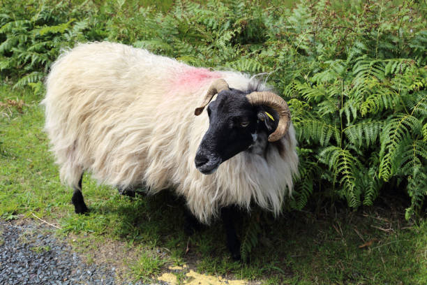 Irish Hill Lamb stock photo