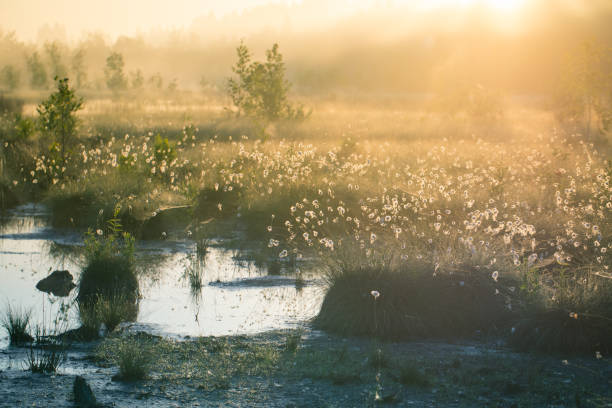 a beautiful swamp landscape full of cottongrass flowers in morning. spring scenery of wetlands. - bog imagens e fotografias de stock