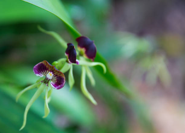 Belize National Flower - the Black Orchid Belize National Flower - the Black Orchid encyclia orchid stock pictures, royalty-free photos & images
