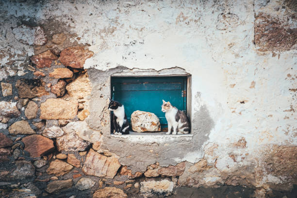 Framed Cats In Milos Two stray cats sitting on the frame of a window (Milos, Cyclades, Greece). pics for cat staring at wall stock pictures, royalty-free photos & images