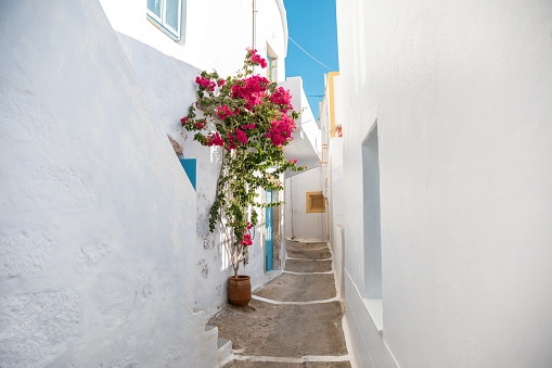 Narrow street with Bougainvillea flowers in Plaka village (Milos Island, Cyclades, Greece).
