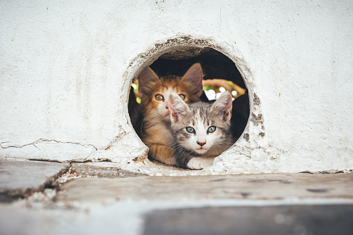 Young kittens resting in a hole in the wall (Milos, Cyclades, Greece).