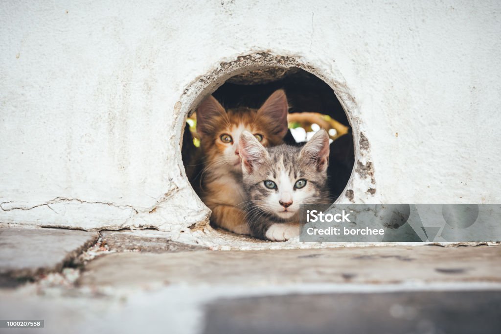Small Cats Hiding In A Hole Young kittens resting in a hole in the wall (Milos, Cyclades, Greece). Domestic Cat Stock Photo