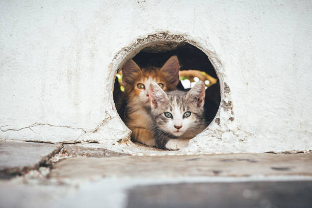 Small Cats Hiding In A Hole Young kittens resting in a hole in the wall (Milos, Cyclades, Greece). mixed breed cat stock pictures, royalty-free photos & images