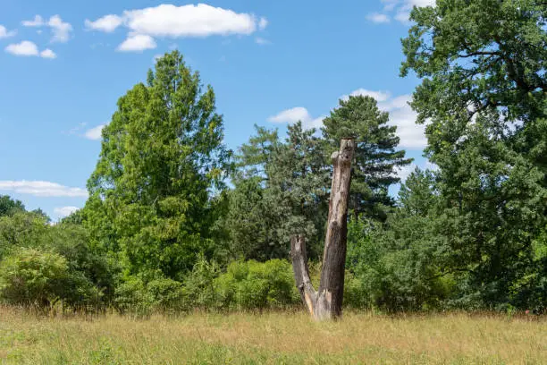 Dead tree trunk with sawn off branches standing in grass in a forest clearing under a sunny blue cloudy sky