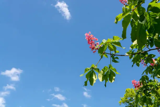 Pretty pink flowers of a horse chestnut tree on a green leafy branch against a sunny clear blue sky in late spring or summer