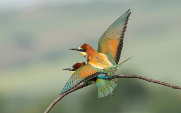 istock The European bee-eater sits on a branch 1000221456