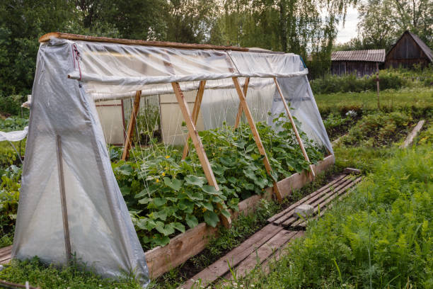 istock greenhouse for cucumbers in the garden 1000223944