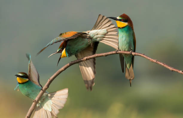 istock The European bee-eater sits on a branch 1000223950
