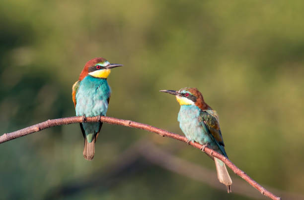 istock The European bee-eater sits on a branch 1000224020