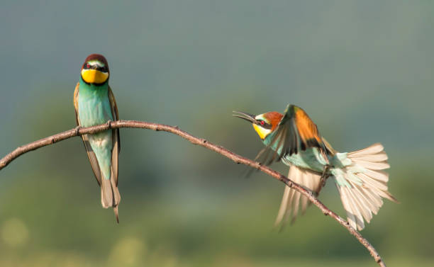 istock The European bee-eater sits on a branch 1000224576
