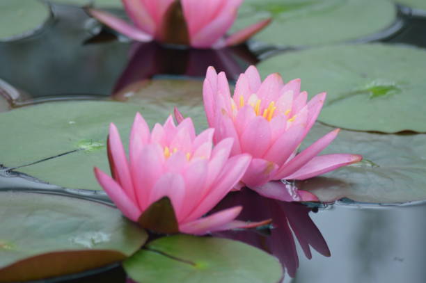 istock Water lily on the pond 1000224894