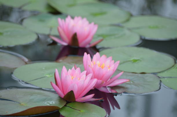 istock Water lily on the pond 1000229516