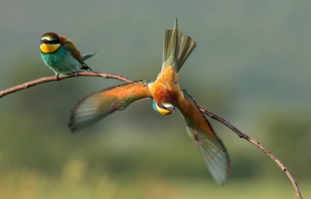 istock The European bee-eater sits on a branch 1000230130