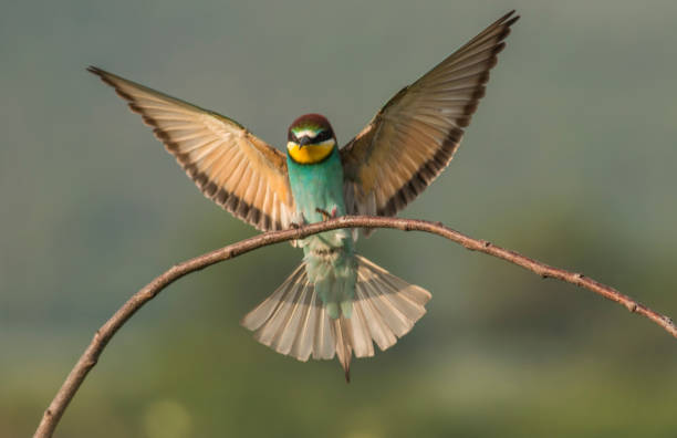 istock The European bee-eater sits on a branch 1000230462