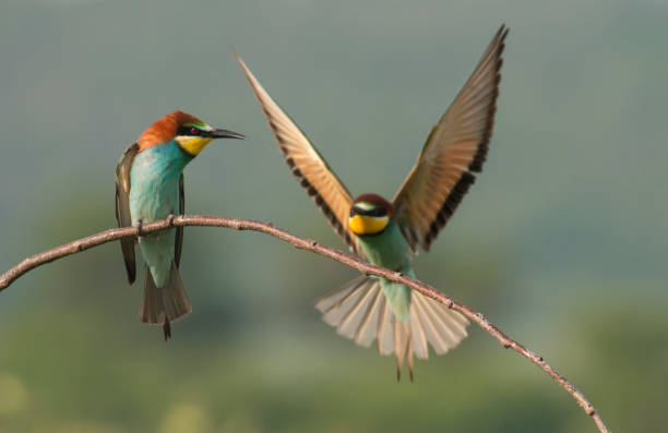 istock The European bee-eater sits on a branch 1000230578