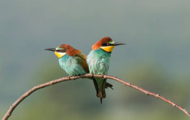 istock The European bee-eater sits on a branch 1000230684