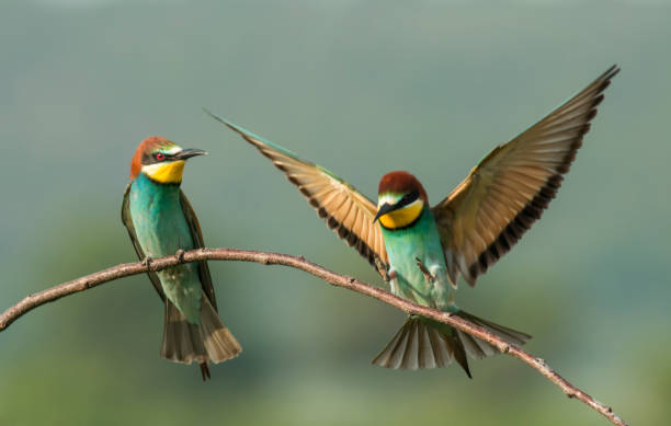 istock The European bee-eater sits on a branch 1000230754
