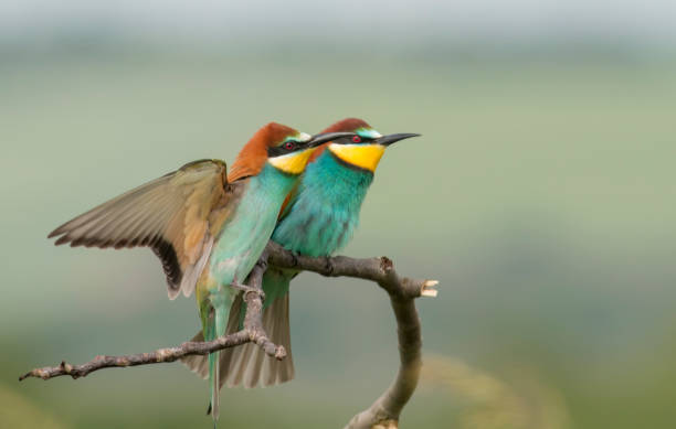 istock The European bee-eater sits on a branch 1000230776