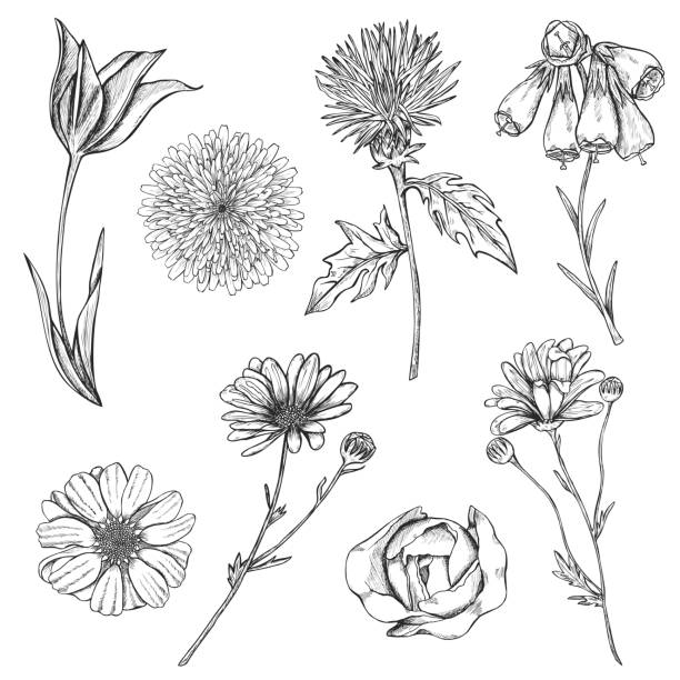 handgezeichnete vektor blumen - flower dandelion stock-grafiken, -clipart, -cartoons und -symbole