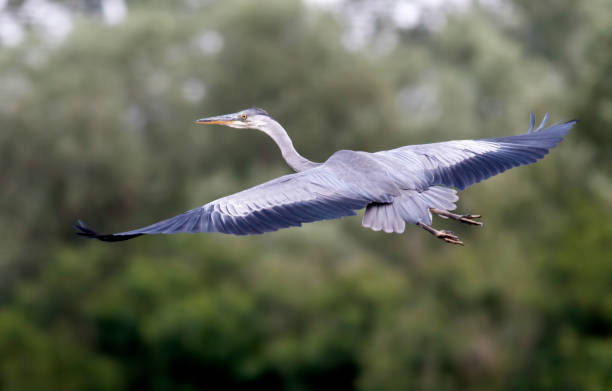 istock Close-up of Flying Grey Heron 1000237984