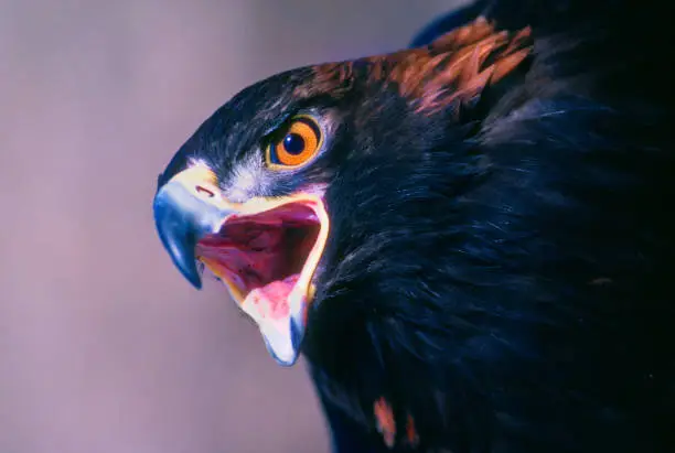 Photo of Golden Eagle Close-up