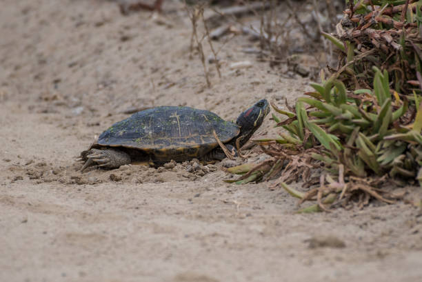 istock Reptile finding comfort in the sand. 1000239014