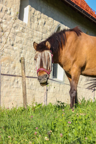 istock brown horse on paddock with green grass 1000239066