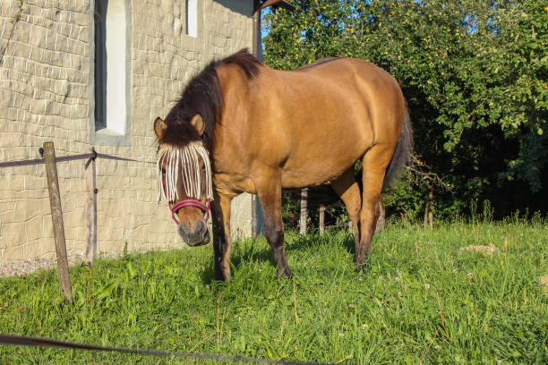 istock brown horse on paddock with green grass 1000239070