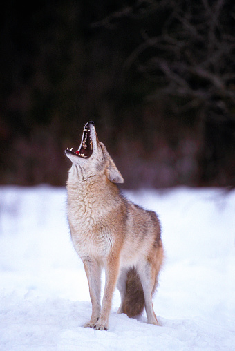 A Coyote howls in a snow covered forest opening in Montana.