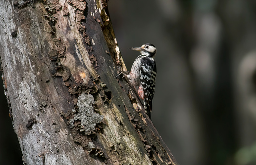 White-backed woodpecker on a tree