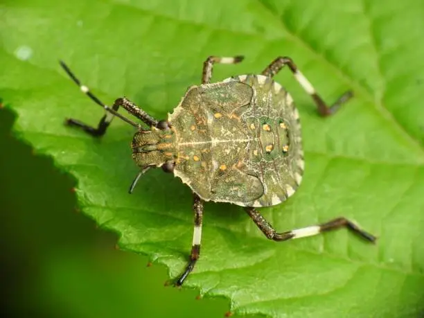 Photo of Brown marmorated stink bug