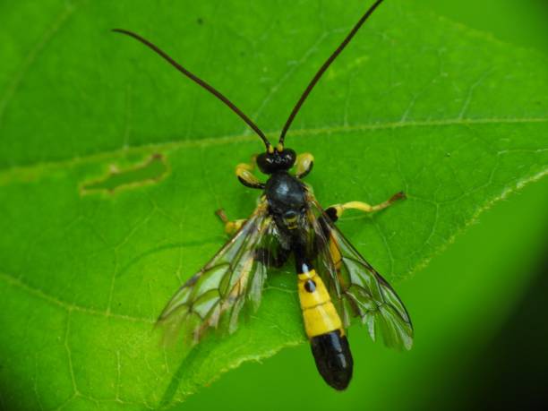 istock Ichneumonidae Metopiinae 1000250080
