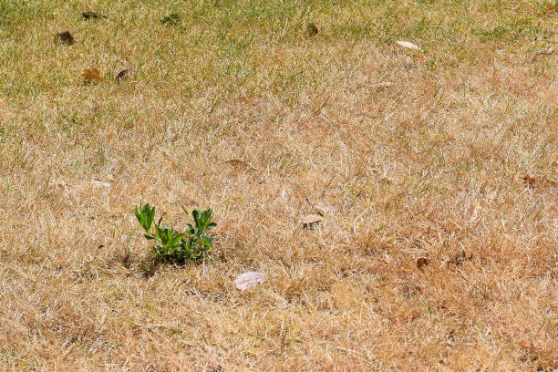 Green weed growing in a lawn which has turned brown and is dried out with no green grass