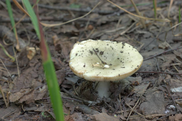istock green brittlegill with funnel cap 1000250948