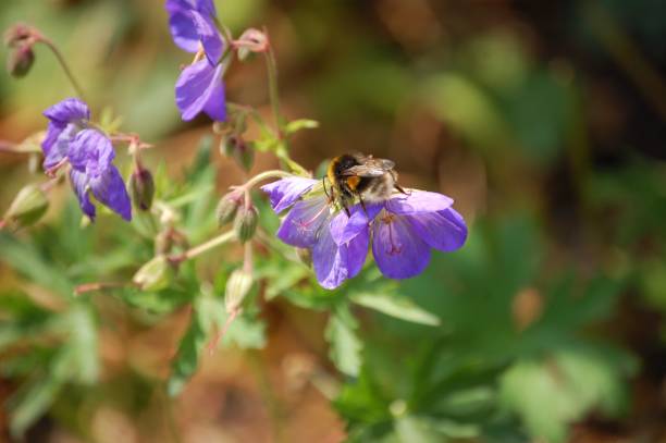 istock English Country Garden Walk 1000251676