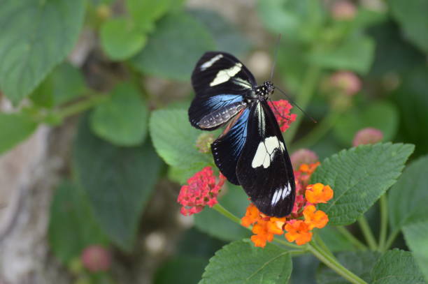 istock Butterfly in the garden 1000252342