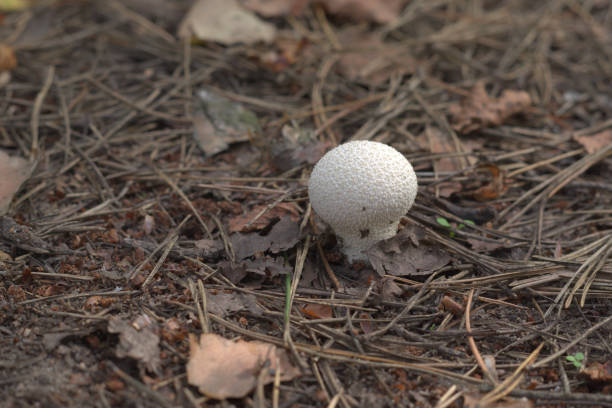 야생의 자연, 마른 소나무 잎 중에서 warted puffball - 일반 퍼프볼 뉴스 사진 이미지