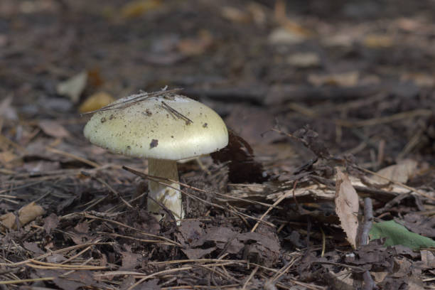 낙된 엽 사이 성장 건조 숲에 오래 된 deathcap 버섯 - 알광대버섯 뉴스 사진 이미지