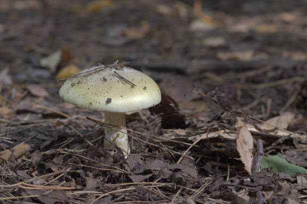 the old Deathcap mushroom in the dry forest, growing among fallen leaves old Deathcap mushroom in dry forest, growing among fallen leaves amanita phalloides stock pictures, royalty-free photos & images