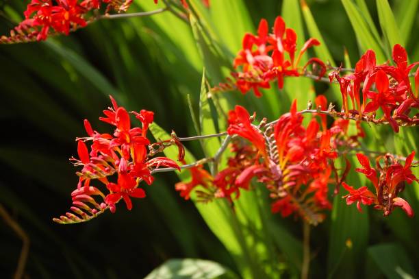 istock English Country Garden Walk 1000256134