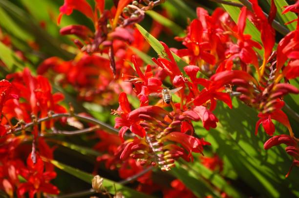 istock English Country Garden Walk 1000256234